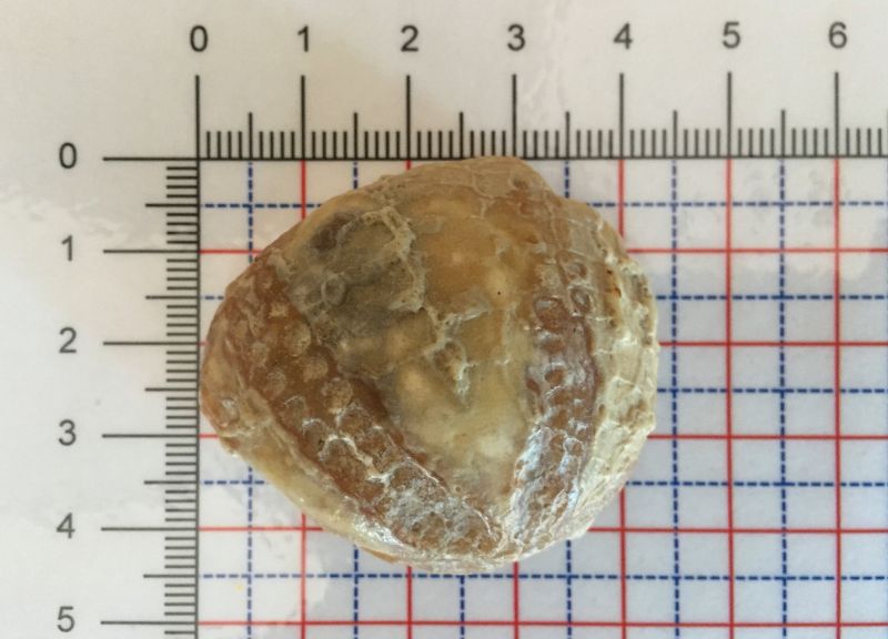 Prehistorie